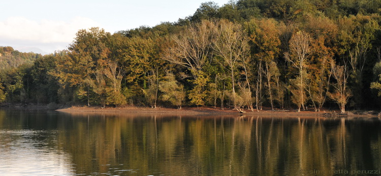 Galerina? (cfr. Hypholoma ericaeum)